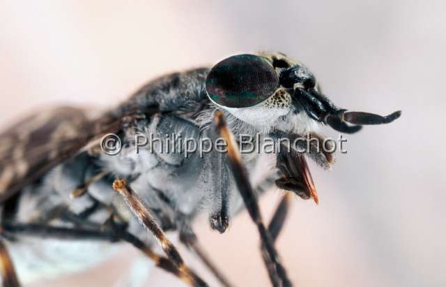 Haematopota pluvialis.JPG - Haematopota pluvialis (Portrait)Taon des pluiesCleg FlyDipteraTabanidaeFrance